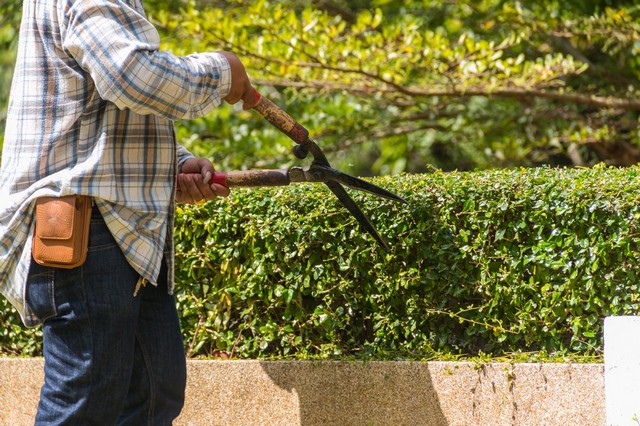 Garden Maintenance Bermondsey, Borough, Southwark, SE1